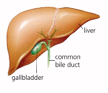 Liver and Gallbladder