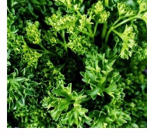 Parsley